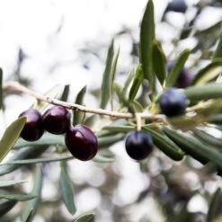 Arbequina Olive Tree - USDA Organic -Blooming Yard Arbequina Olive 2 FGT 59db1ad0 ae94 44e8 a3fd ed29b67f0ba4
