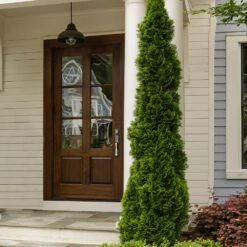 Degroot's Spire Thuja Arborvitae Tree 10 Degroot's Spire Thuja Arborvitae Tree -Blooming Yard Arborvitae degroots Spire 3