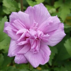 Ardens Rose Of Sharon Althea Shrub 8 Ardens Rose Of Sharon Althea Shrub -Blooming Yard Ardens Rose of Sharon 3