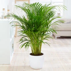 Boho House Plant Kit 13 Boho House Plant Kit -Blooming Yard Areca Palm 4 FGT fcbe875e 49cd 4b51 b093 6501553ebaf3
