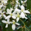Armandii Snowdrift Clematis -Blooming Yard Armondii Clematis FGT 600x600 c5009805 b21d 4f1c 9ab4 739096810d61