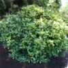 Japanese Gold Dust Aucuba Shrub -Blooming Yard Aucuba Japonica Gold Dust 600x600 5fbb13f8 57d7 41a4 8038 4f2d1c089017