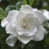 August Beauty Gardenia Shrub -Blooming Yard August Beauty Gardenia 2 FGT