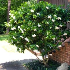 August Beauty Gardenia Shrub -Blooming Yard August Beauty Gardenia 3 FGT