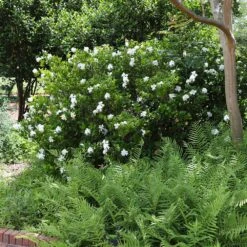 August Beauty Gardenia Shrub -Blooming Yard August Beauty Gardenia 4 FGT