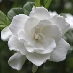 August Beauty Gardenia Shrub -Blooming Yard August Beauty Gardenia FGT 600x600 bef31f7d 4b59 484e a528 14d16f570e49