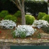 Autumn Angel® Encore® Azalea -Blooming Yard Autumn Angel Encore FGT 600x600 5956f948 7e6e 4195 8b64 05c831cb9763