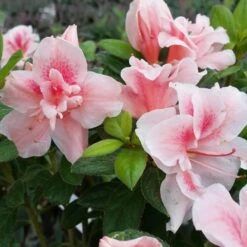 Autumn Belle® Encore® Azalea Shrub -Blooming Yard Autumn Belle Encore Azalea FGT 3