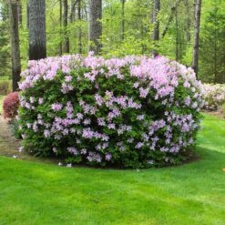 Autumn Belle® Encore® Azalea Shrub -Blooming Yard Autumn Belle Encore Azalea FGT 5