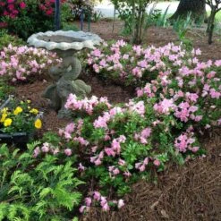 Autumn Debutante® Encore® Azalea -Blooming Yard Autumn Debutante Encore 1