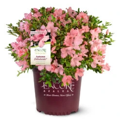 Autumn Debutante® Encore® Azalea -Blooming Yard Autumn Debutante Encore 4