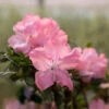 Autumn Debutante® Encore® Azalea -Blooming Yard Autumn Debutante Encore FGT 600x600 35b13a59 d650 4ece bdbc dda26d308139