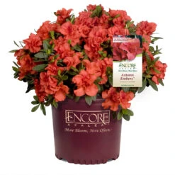 Autumn Embers® Encore® Azalea -Blooming Yard Autumn Embers Azalea 1
