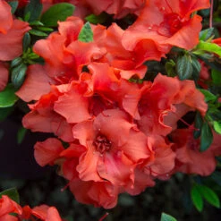 Autumn Embers® Encore® Azalea -Blooming Yard Autumn Embers Azalea 5