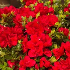 Autumn Bonfire® Encore® Azalea 8 Autumn Bonfire® Encore® Azalea -Blooming Yard Autumn Encore Bonfire Azaleas 1