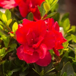 Autumn Bonfire® Encore® Azalea 9 Autumn Bonfire® Encore® Azalea -Blooming Yard Autumn Encore Bonfire Azaleas 3