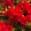 Autumn Bonfire® Encore® Azalea -Blooming Yard Autumn Encore Bonfire Azaleas FGT 600x600 147cd5f8 8f45 4bd9 8912 f2d9ab08b90f