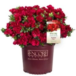 Autumn Fire® Encore® Azalea Shrub -Blooming Yard Autumn Fire Encore Azalea 1