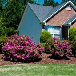 Autumn Royalty® Encore® Azalea -Blooming Yard Autumn Royalty Encore Azalea 5