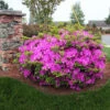 Autumn Royalty® Encore® Azalea 2 Autumn Royalty® Encore® Azalea -Blooming Yard Autumn Royalty Encore Azalea 600x600 FGT