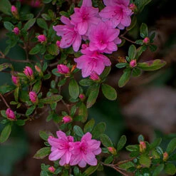 Karen Azalea Shrub -Blooming Yard Azalea Karen 1