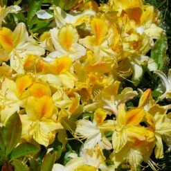 Lemon Lights Azalea Shrub -Blooming Yard Azalea Lemon lights 1