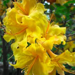 Lemon Lights Azalea Shrub -Blooming Yard Azalea Lemon lights 2