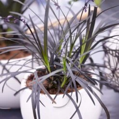 Black Mondo Grass -Blooming Yard BLack Mondo Grass 4 FGT