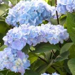 Blue Enchantress® Hydrangea -Blooming Yard BLue Enchantress Hydrangea 1 BB