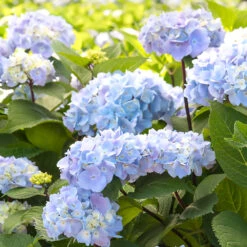 Blue Enchantress® Hydrangea -Blooming Yard BLue Enchantress Hydrangea 2 FGT