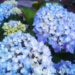 Blue Enchantress® Hydrangea -Blooming Yard BLue Enchantress Hydrangea 4 FGT