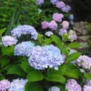 Blue Enchantress® Hydrangea -Blooming Yard BLue Enchantress Hydrangea FGT 600x600 7b5d35ff 1f6a 471d a8d4 9a9c6618ba67