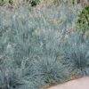 Blue Fescue Grass -Blooming Yard BLue Fescue Grass FGT 600x600 832cd788 6bd8 4a89 976f 7165df671401