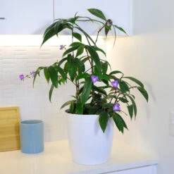 Weeping Blue Ginger Plant -Blooming Yard BLue Ginger 4 FGT