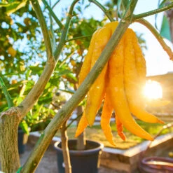 Buddha's Hand Citron -Blooming Yard BUddhas Hand Citrus 1