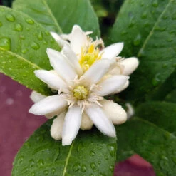 Buddha's Hand Citron -Blooming Yard BUddhas Hand Citrus 4