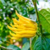 Buddha's Hand Citron -Blooming Yard BUddhas Hand Citrus FGT 600x00 aab89468 be5f 43f5 869b 50ecfddd8762