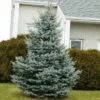 Baby Blue Spruce Tree 1 Baby Blue Spruce Tree -Blooming Yard Baby Blue FGT 600x600 2439e39e 705a 45b7 bb21 b65718217949