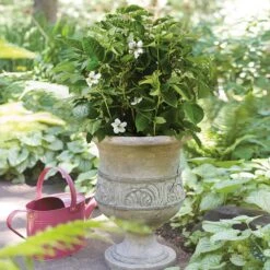 Bushel And Berry® Baby Cakes Blackberry® -Blooming Yard Baby Cakes Blackberry 1