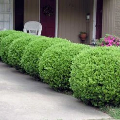 Baby Gem™ Boxwood Shrub -Blooming Yard Baby Gem 2