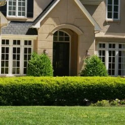 Baby Gem™ Boxwood Shrub -Blooming Yard Baby Gem 4