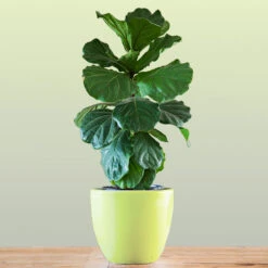 Bambino Fiddle Leaf Fig -Blooming Yard Bambino FIddleLeafFIg 1 FGT