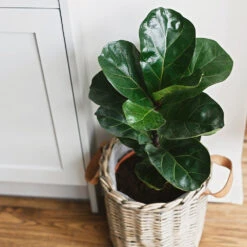 Bambino Fiddle Leaf Fig -Blooming Yard Bambino FIddleLeafFIg 5 FGT