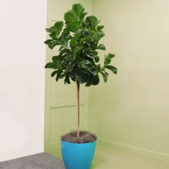 Bambino Fiddle Leaf Fig -Blooming Yard Bambino FIddleLeafFIg 6