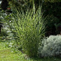Miscanthus Bandwidth (Chinese Silver Grass) -Blooming Yard Bandwidth Maiden Grass 1