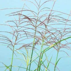Miscanthus Bandwidth (Chinese Silver Grass) -Blooming Yard Bandwidth Maiden Grass 2