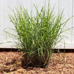 Miscanthus Bandwidth (Chinese Silver Grass) -Blooming Yard Bandwidth Maiden Grass 4