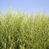 Miscanthus Bandwidth (Chinese Silver Grass) -Blooming Yard Bandwidth Maiden Grass 600x600 ece76c70 1172 4417 9899 9d537da262a5