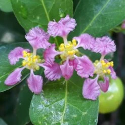 Barbados 'Acerola' Cherry -Blooming Yard Barbadoes Cherry 1