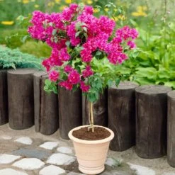 Barbara Karst Bougainvillea -Blooming Yard Barbera Karst Bougainvillea 2 FGT d3e6d740 b572 4723 a5c8 00a17a4aa767